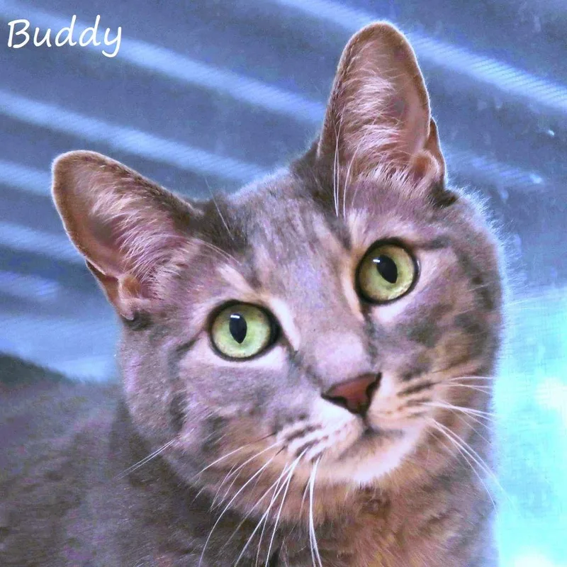Buddy thumbnail 2