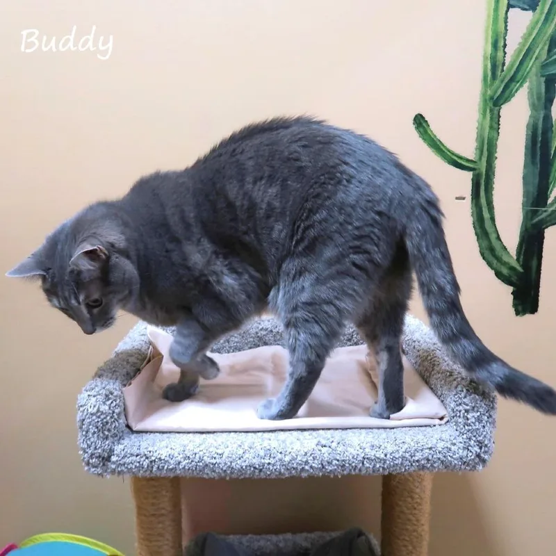 Buddy thumbnail 3