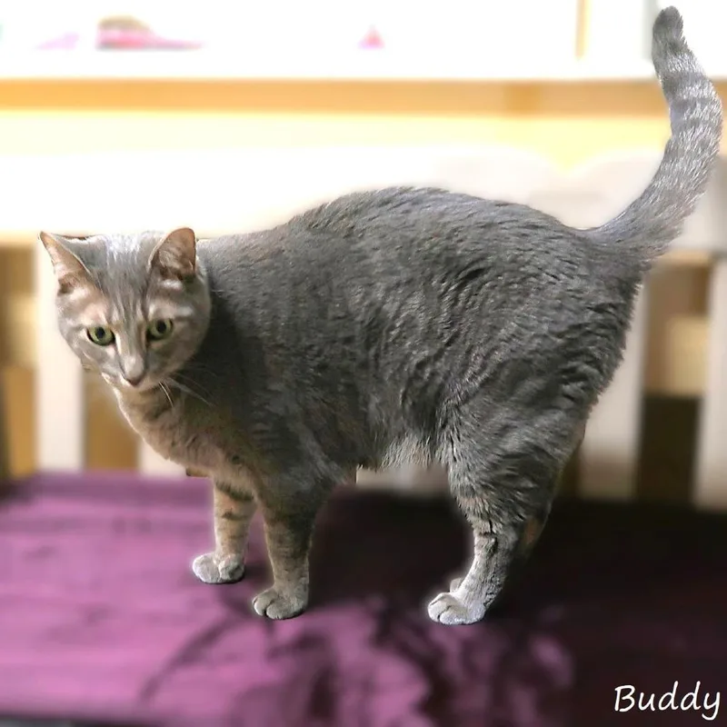 Buddy thumbnail 4