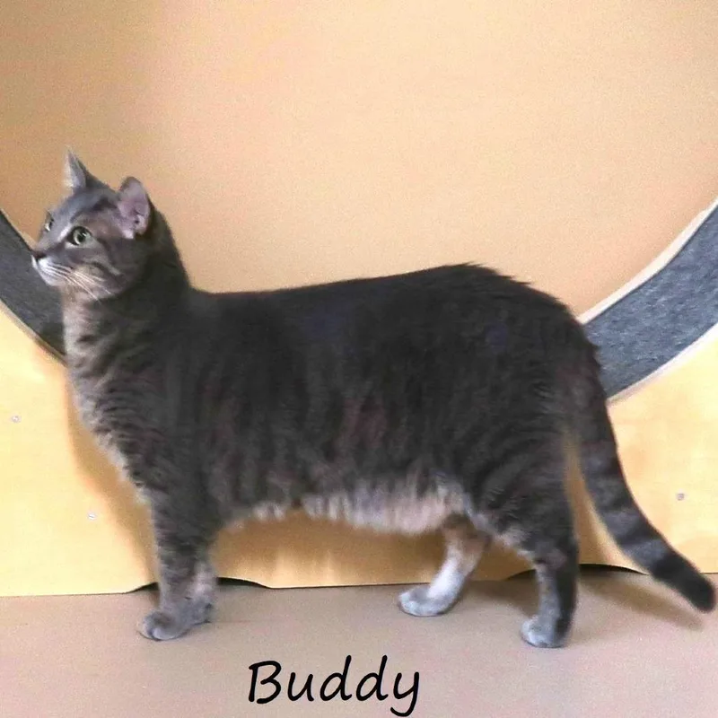 Buddy thumbnail 5