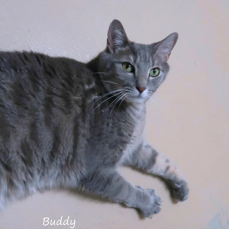 Buddy thumbnail 6