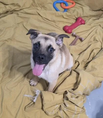 A baby medium-sized male Cardigan Welsh Corgi dog named Hermes for adoption in Morton Grove, IL