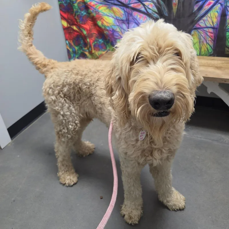 An adult large-sized male Yellow / Tan / Blond / Fawn Standard Poodle dog named Teddy Bear for adoption in Normal, IL