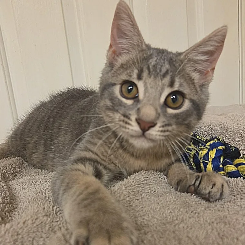 A young small-sized male Gray & White American Shorthair cat named Scooter for adoption in Fort Payne, AL