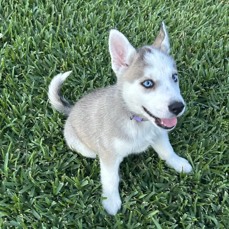 A baby large-sized female Husky dog named Faith for adoption in Manvel, TX