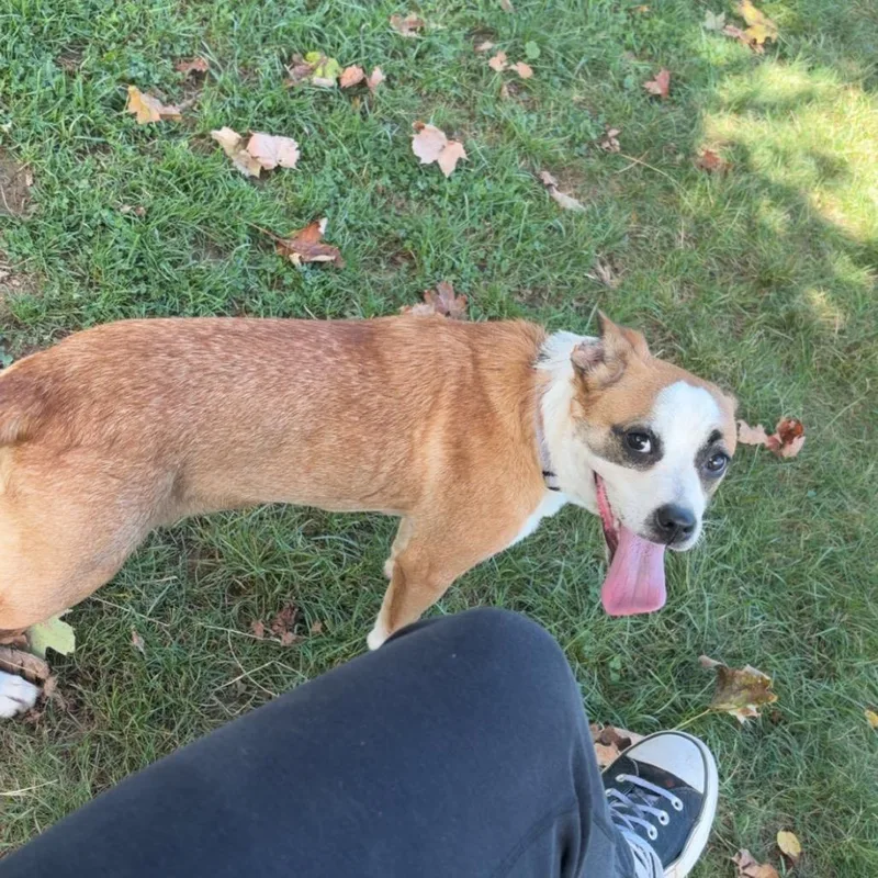A young small-sized female Mixed Breed dog named Zora for adoption in Delaware, OH