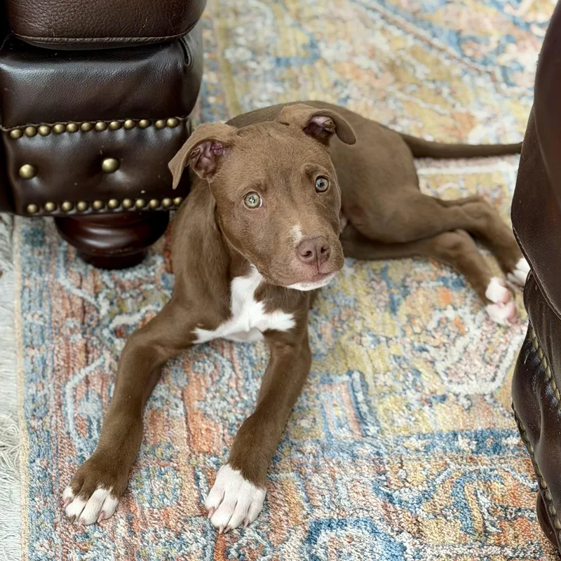 A baby large-sized male White / Cream Pit Bull Terrier dog named Joe Joe for adoption in Rock Hill, SC