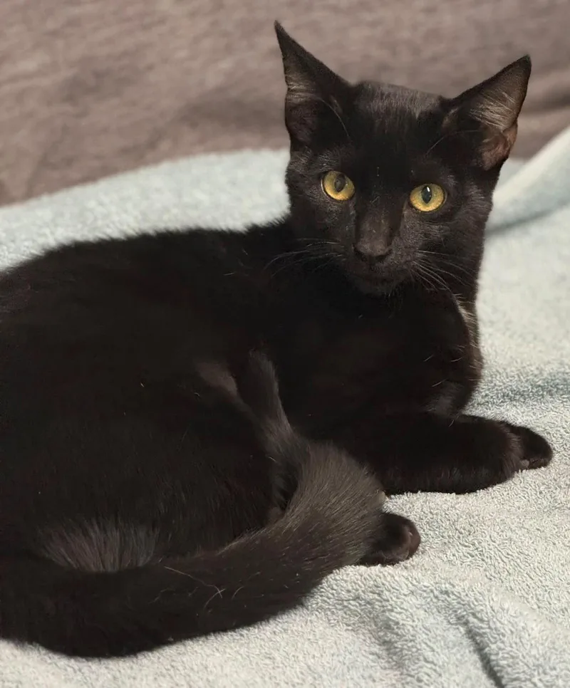 An adult medium-sized female American Shorthair cat named ClawDia for adoption in Bolivia, NC