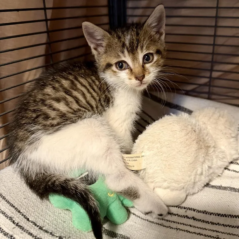 A baby small-sized male Brown / Chocolate Domestic Short Hair cat named Coconut for adoption in Wind Gap, PA