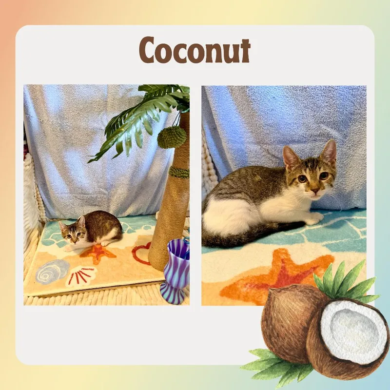 Coconut thumbnail 2