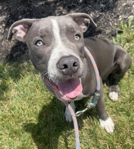 A young medium-sized male Pit Bull Terrier dog named Lord Avalanche for adoption in Dayton, OH