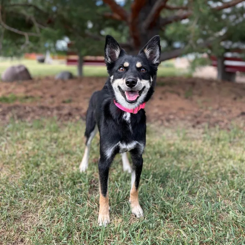 A young small-sized female Black Australian Shepherd dog named Lina for adoption in Fargo, ND