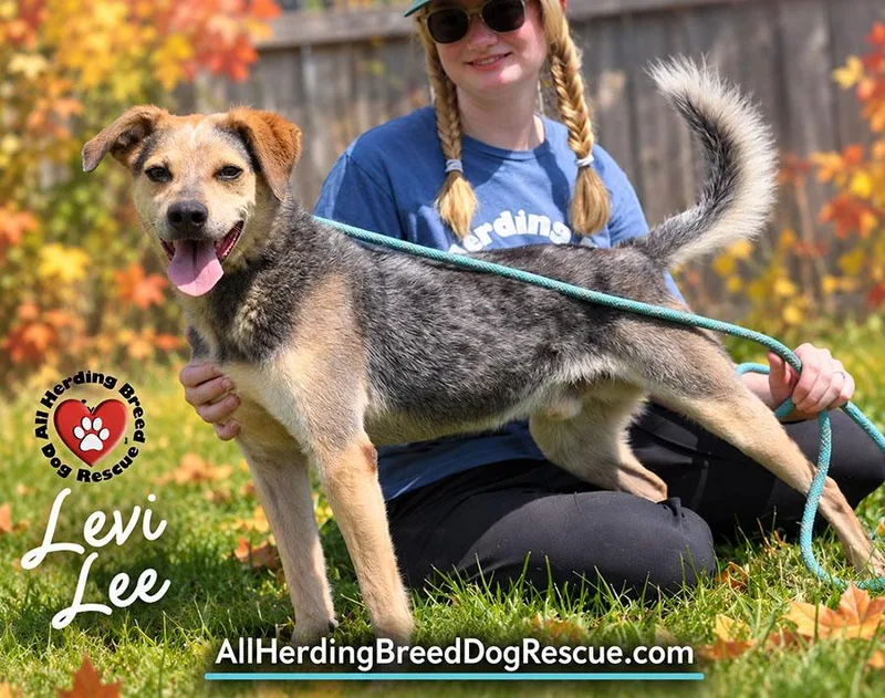 An adult medium-sized male Gray / Blue / Silver Australian Cattle Dog / Blue Heeler named Levi Lee for adoption in Joliet, IL
