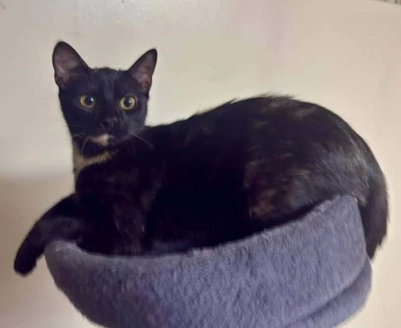 A baby medium-sized female Tortoiseshell Domestic Short Hair cat named Miss Frizzle for adoption in Breinigsville, PA