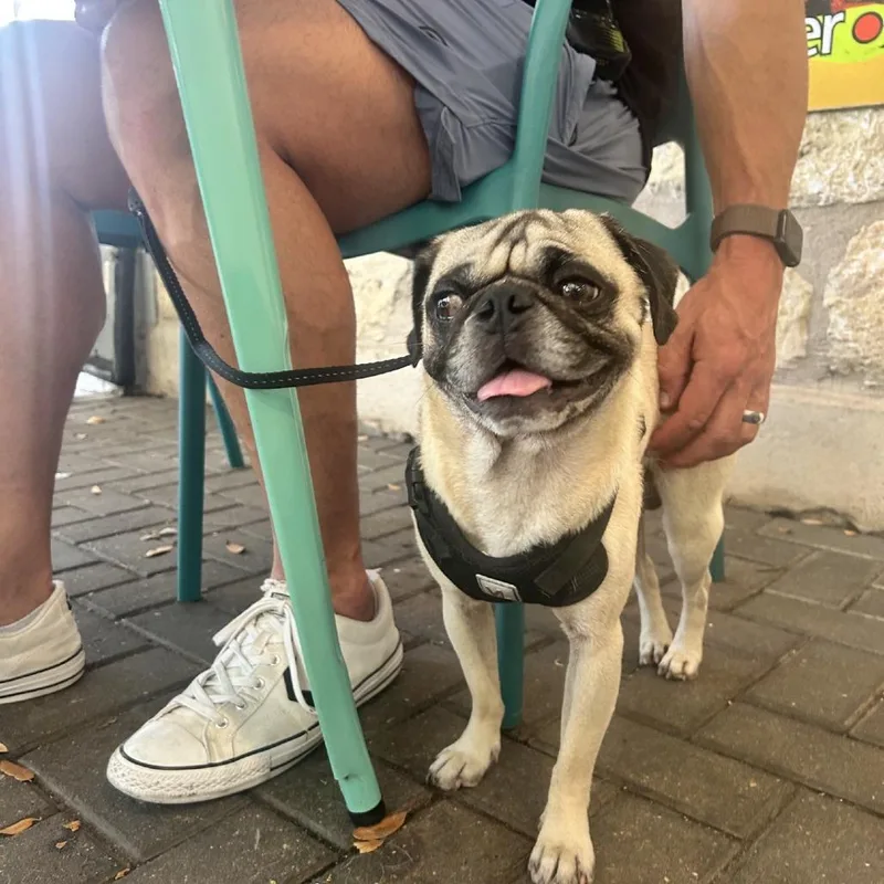 An adult small-sized male Apricot / Beige Pug dog named Walnut for adoption in Fredericksburg, TX