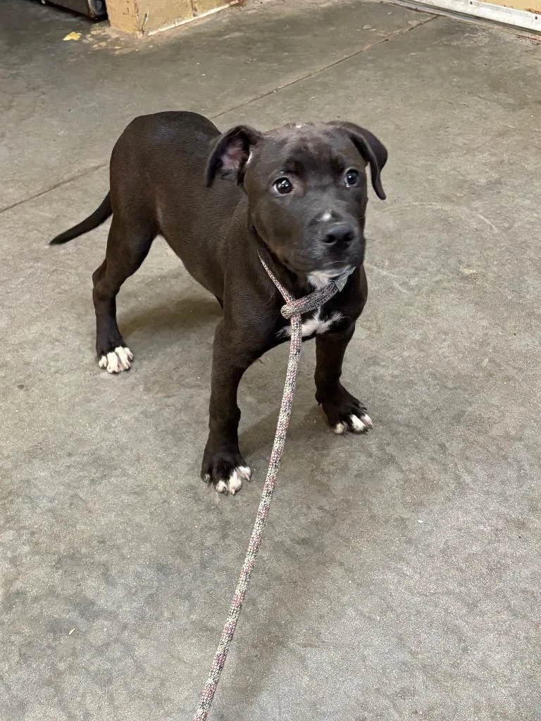 A baby medium-sized male Pit Bull Terrier dog named Diablo for adoption in Swainsboro, GA