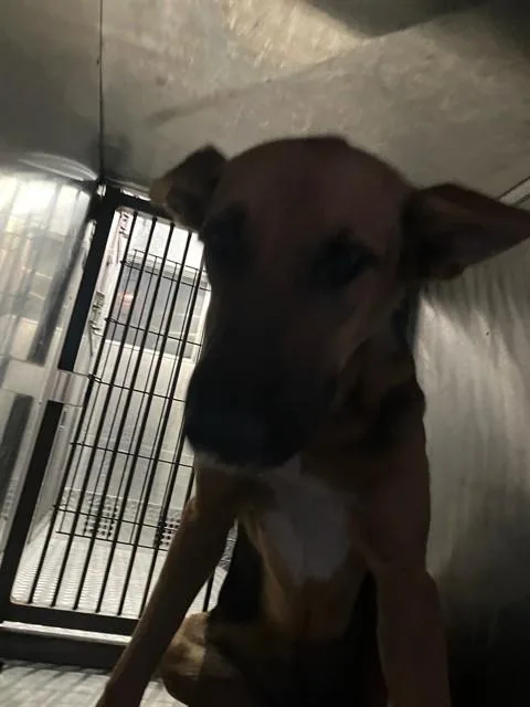 A young medium-sized female Mixed Breed dog named Frankie Stein for adoption in Dallas, TX