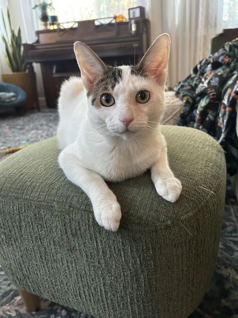 A young medium-sized male Domestic Short Hair cat named Boo Boo for adoption in Walnut Creek, CA