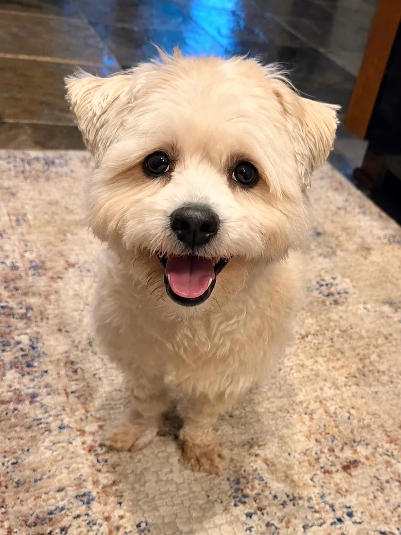 A young small-sized male Maltese dog named Cosmo for adoption in Dallas, TX
