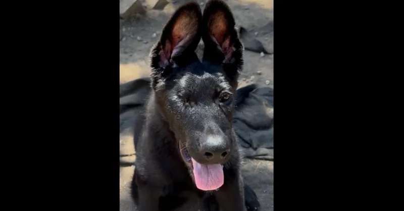 A young medium-sized male German Shepherd Dog dog named Alastor for adoption in Cupertino, CA