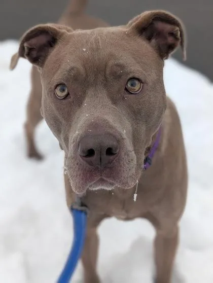 Stellaluna thumbnail 2