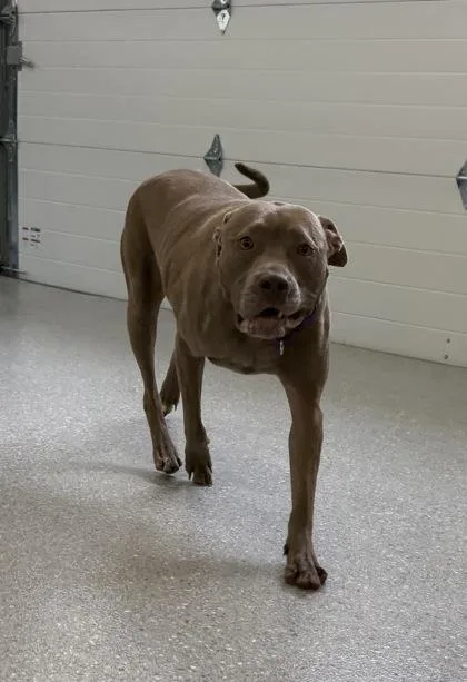 Stellaluna thumbnail 3