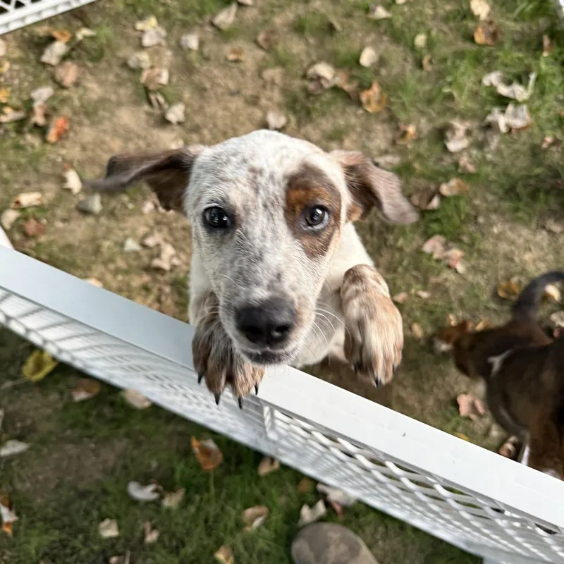 A baby small-sized female Mixed Breed dog named Annabelle for adoption in Rockville, MD