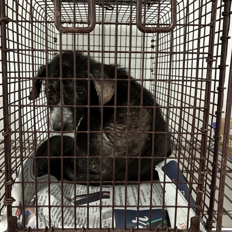 A baby small-sized male Black Shepherd dog named Pablo for adoption in Edinburg, TX