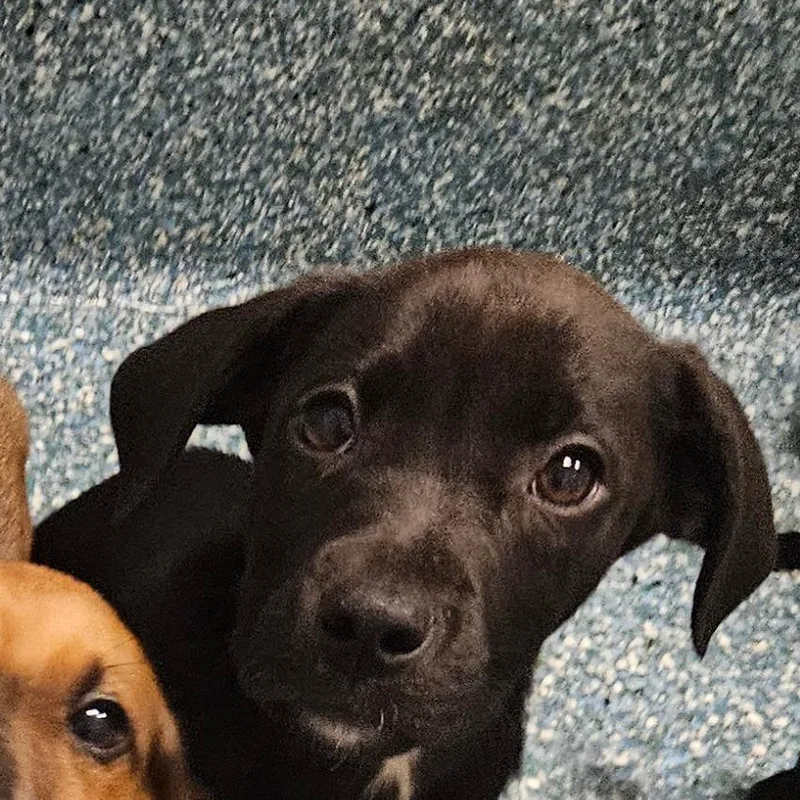 A baby small-sized male Black Mixed Breed dog named Apple Apple for adoption in Greensboro, NC