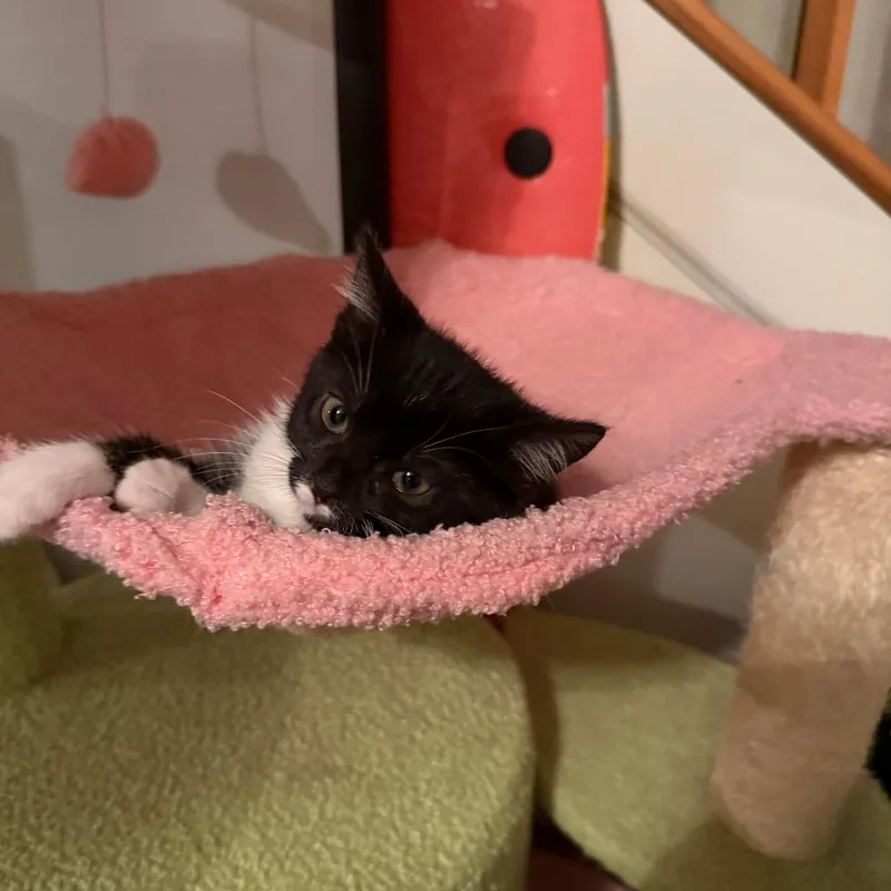 A baby small-sized female Black Domestic Short Hair cat named Suki for adoption in Harrisonburg, VA