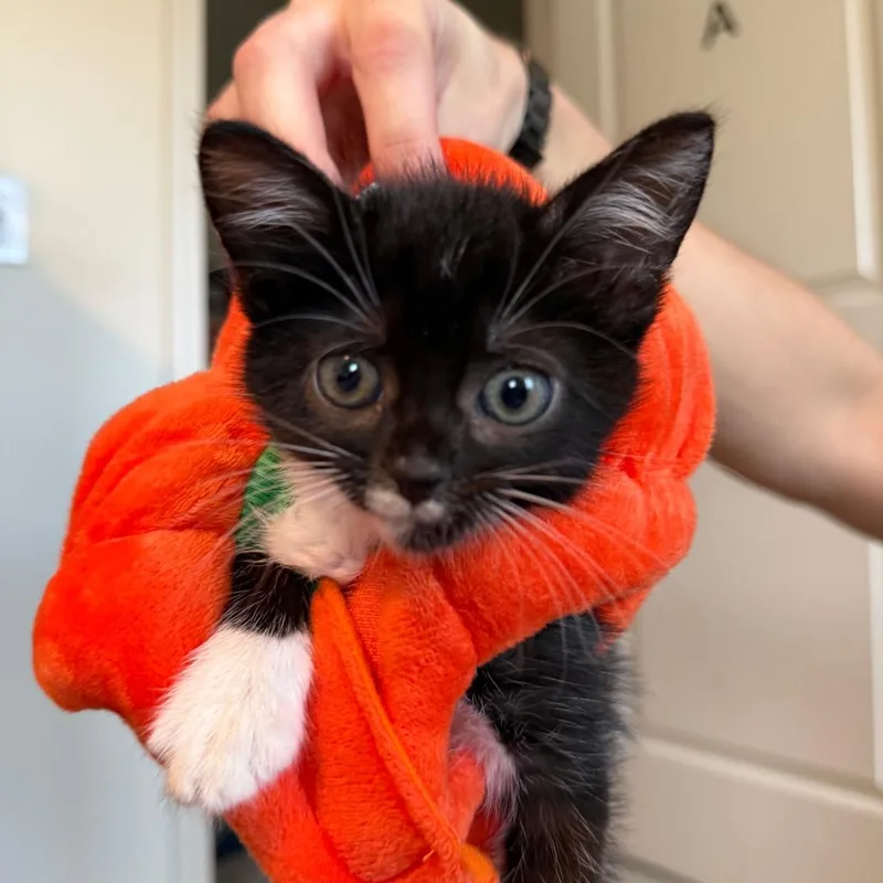 Suki thumbnail 2