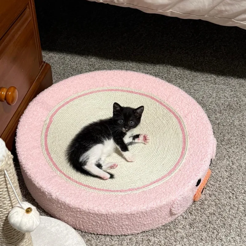 Suki thumbnail 4