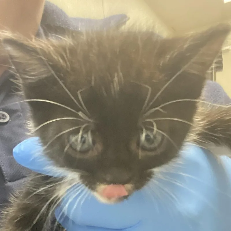 Suki thumbnail 5