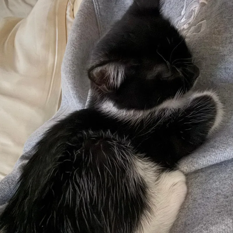 Suki thumbnail 6