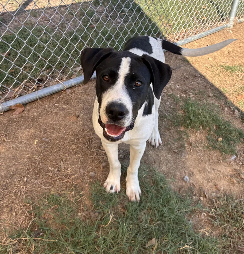 A young large-sized male Harlequin Hound dog named Bruno for adoption in Senatobia, MS