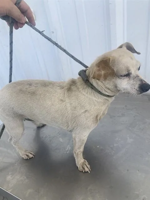 An adult small-sized female Chihuahua dog named Googoo for adoption in Bakersfield, CA