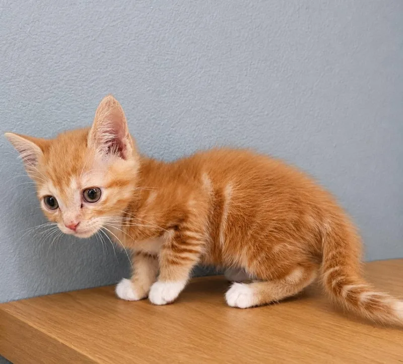 A baby medium-sized male Domestic Short Hair cat named Cheeto for adoption in Johnson City, TN