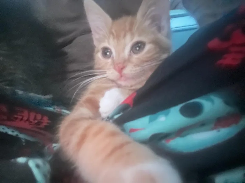 Cheeto thumbnail 2