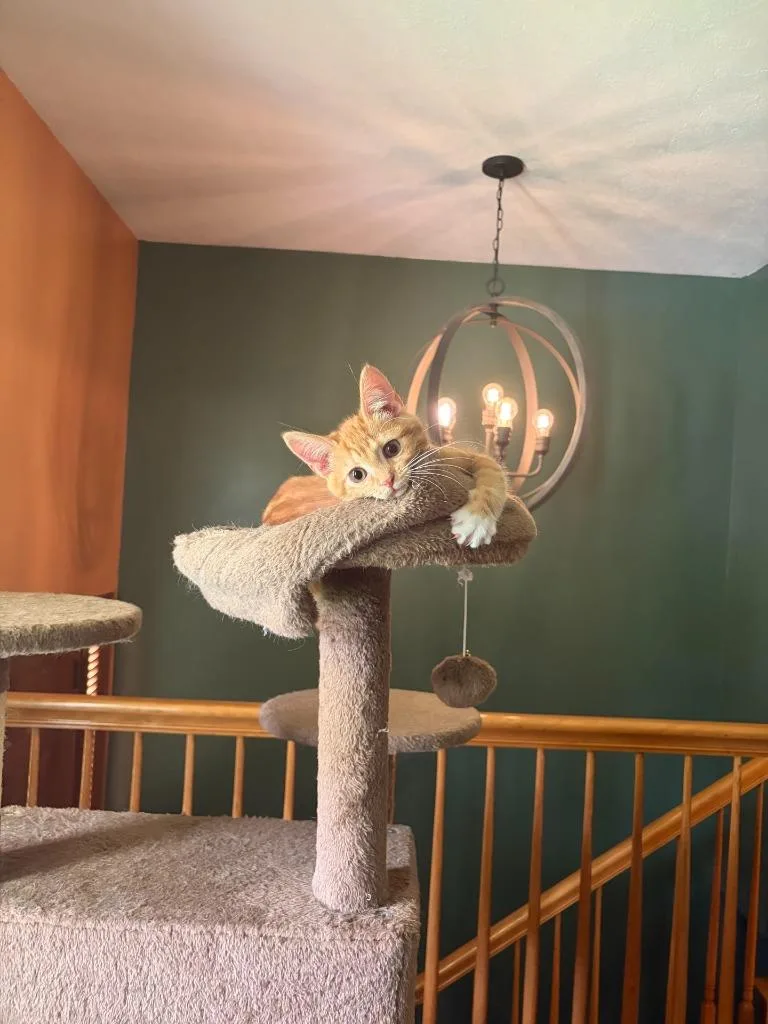 Cheeto thumbnail 3