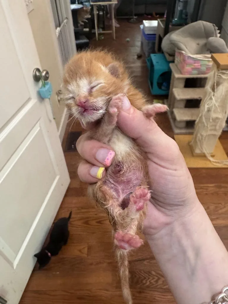 Cheeto thumbnail 4