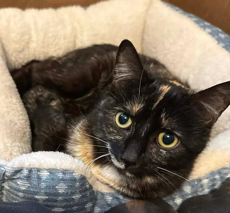 An adult medium-sized female Domestic Short Hair cat named Natasha for adoption in Forest, VA