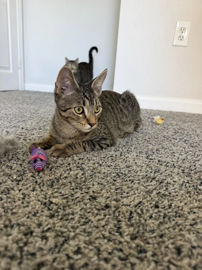 A young medium-sized female Domestic Short Hair cat named Whirly Girl for adoption in East Derry, NH
