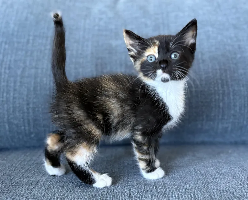 A baby medium-sized female Tortoiseshell Domestic Short Hair cat named Tsunami for adoption in Fruit Heights, UT