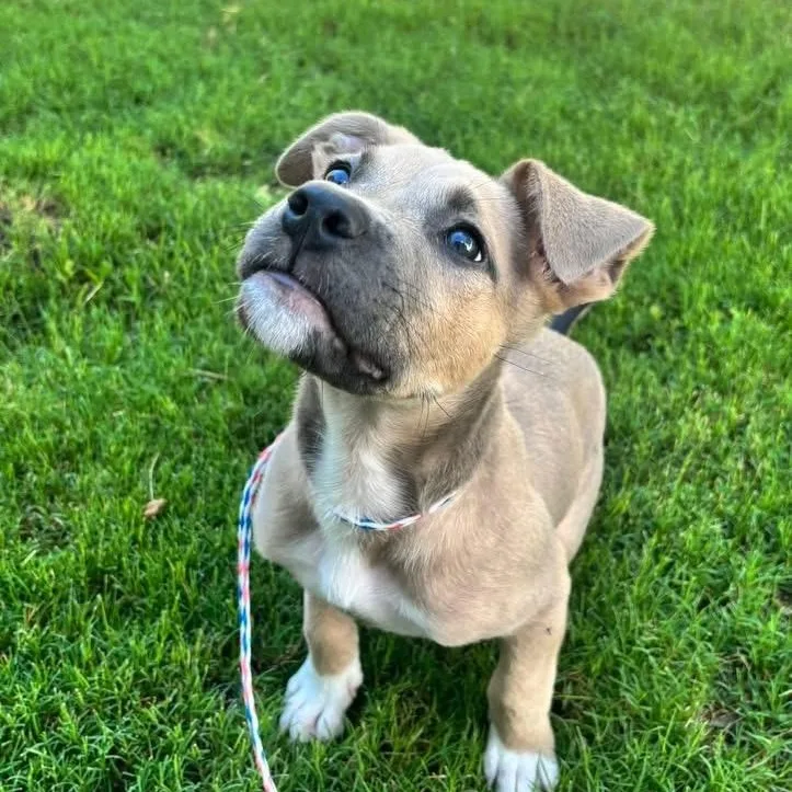 A baby medium-sized male Pit Bull Terrier dog named Rusty for adoption in Plano, TX