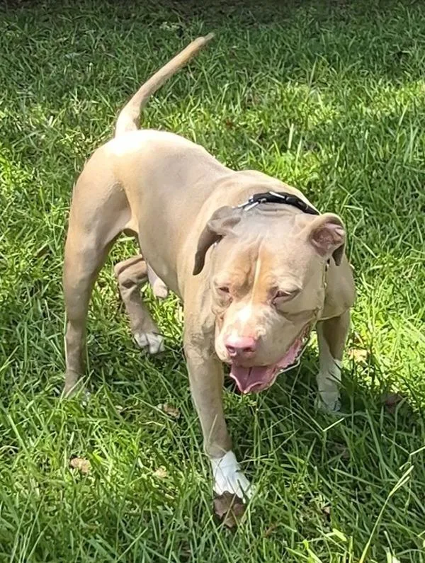Pen c Tyson