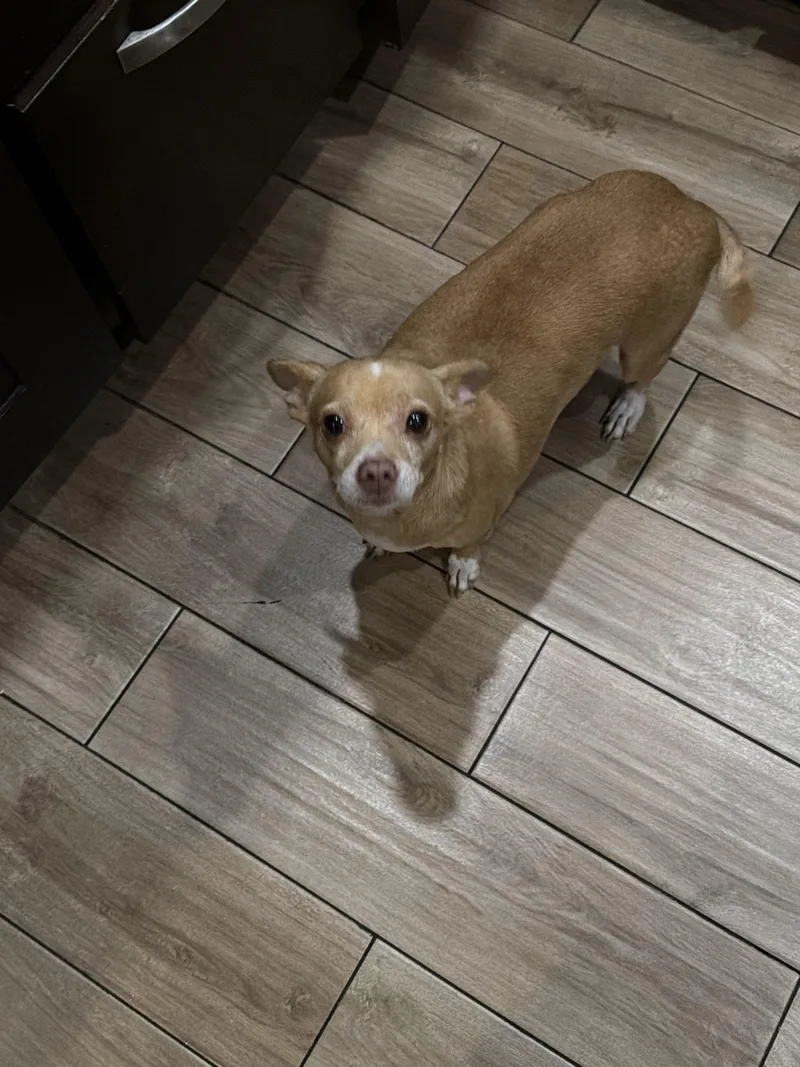 An adult small-sized female Chihuahua dog named Flower for adoption in Los Angeles, CA