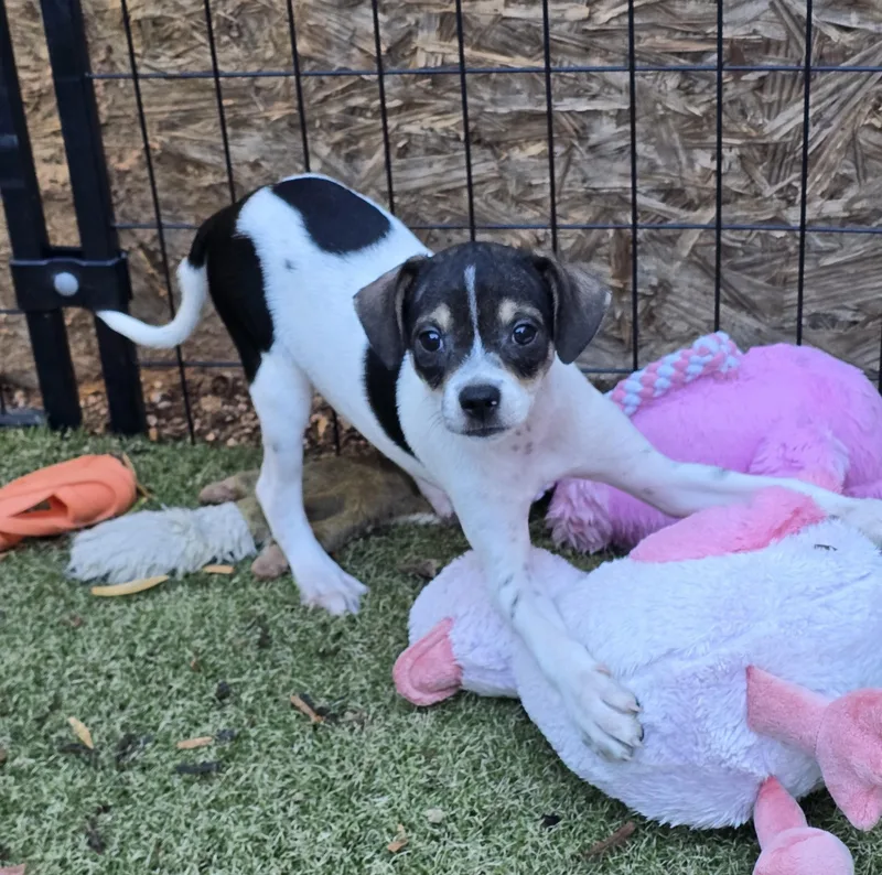 A baby small-sized male Rat Terrier dog named Torch for adoption in Apache Junction, AZ