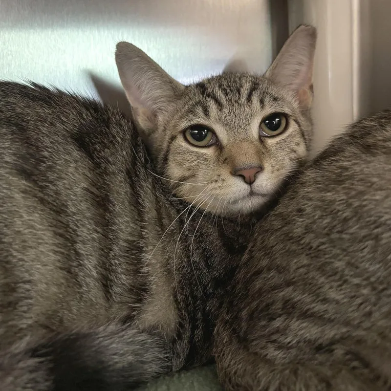 A baby medium-sized male Brown / Chocolate Domestic Short Hair cat named Pearl for adoption in Newark, DE