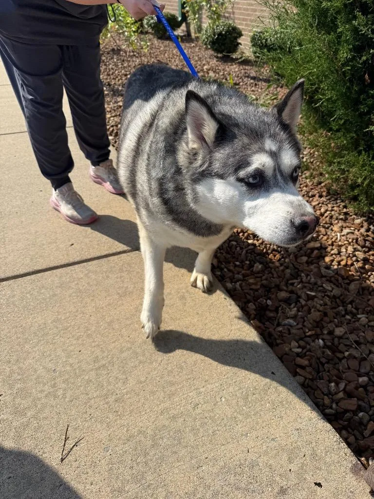 A senior large-sized female Mixed Breed dog named Big Gurl for adoption in Gallatin, TN