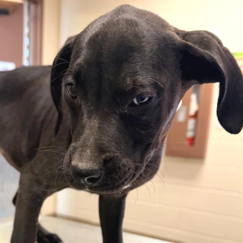 A baby small-sized female Black Labrador Retriever dog named Angelica for adoption in San Antonio, TX